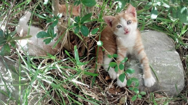 关键先生诞生!班凯罗末节统治力助湖人险胜热火