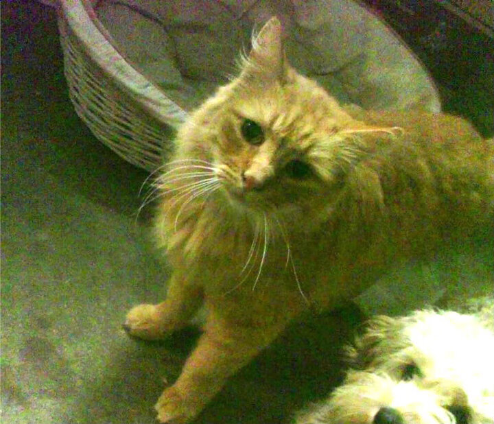 橙衣铁闸的证明之战,德里赫特高光表现如何重塑勒沃库森对阵英格兰的战术格局